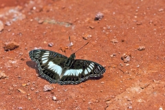 Sibylline False Sergeant [Pseudathyma sibyllina]