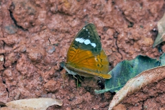 Simple Nymph [Euriphene simplex]