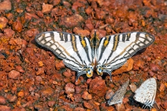 African Map Butterfly [Cyrestis camillus]
