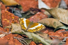 Common Glider [Cymothoe caenis]