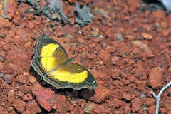 Soldier Pansy [Junonia terea terea]