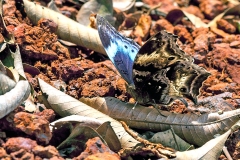 Western Blue Beauty [Protogoniomorpha cytora]