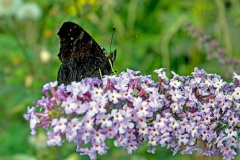 European Peacock [Aglais io]