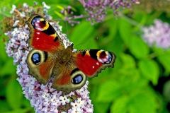 European Peacock [Aglais io]