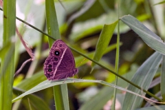 Common Bush Brown [Bicyclus safitza]