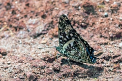 Scarce Forest Emperor [Charaxes etesipe]