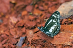 Yellow-base Sailer [Neptis metella]