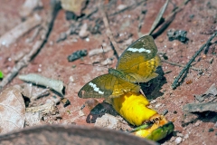 Simple Nymph [Euriphene simplex]