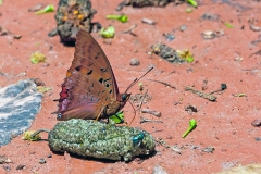 Violet-washed Charaxes [Charaxes lucretius]