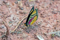 Crocker’s Forester [Euphaedra cf. crockeri]