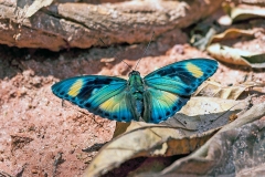 Crocker’s Forester [Euphaedra cf. crockeri]