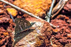 Northern African Snout [Libythea labdaca]