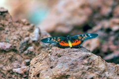 Pharsalus Acraea [Acraea pharsalus]
