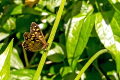 Speckled Wood [Pararge aegeria tircis]