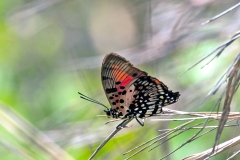 Shining Red Charaxes [Charaxes zingha]