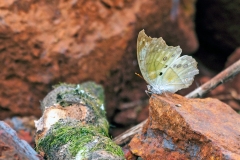 Mother-of-Pearl [Protogoniomorpha parhassus]