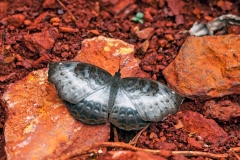 White-banded Castor [Ariadne albifascia]