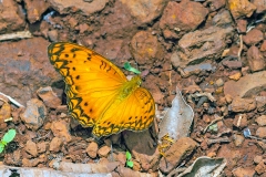 Forest Leopard [Phalanta eurytis]