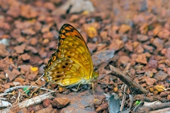 Forest Leopard [Phalanta eurytis]