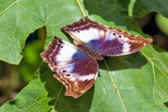 Western Blue Beauty [Protogoniomorpha cytora]