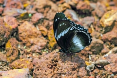 Blue Diadem [Hypolimnas salmacis]