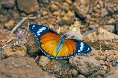 Diadem [Hypolimnas misippus]