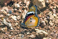 Diadem [Hypolimnas misippus]