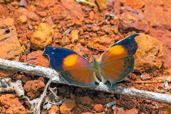 Lilac Beauty [Salamis cacta]