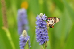 Large-spotted Acraea [Acraea zetes acara]