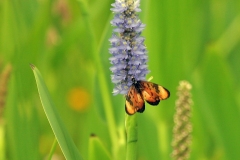 Large-spotted Acraea [Acraea zetes acara]