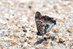 Pearl-spotted Emperor [Charaxes jahlusa]