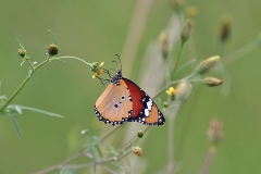 African Monarch [Danaus chrysippus orientis]