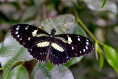 False Zebra Longwing [Heliconius atthis]