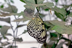 Large Tree Nymph [Idea leuconoe]