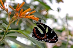 False Zebra Longwing [Heliconius atthis]
