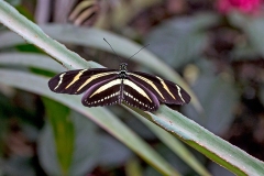 Zebra Longwing [Heliconius charithonia]