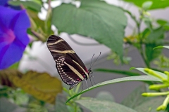 Zebra Longwing [Heliconius charithonia]
