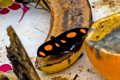 Grecian Shoemaker [Catonephele numilia]