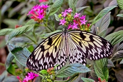 Large Tree Nymph [Idea leuconoe]