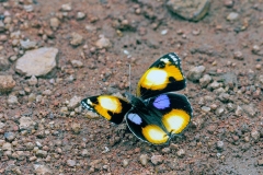 Yellow Pansy [Junonia hierta cebrene]