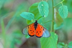 Wandering Donkey Acraea [Acraea neobule]