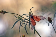 Wandering Donkey Acraea [Acraea neobule]