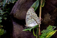 White Morpho [Morpho polyphemus]