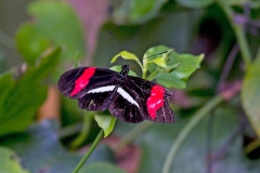 Postman [Heliconius melpomene rosina]
