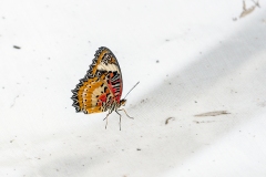Leopard Lacewing [Cethosia cyane]