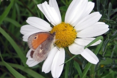 Small Heath [Coenonympha pamphilus]