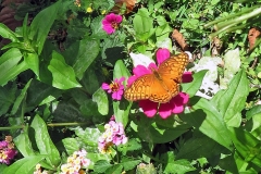 Mexican Fritillary [Euptoieta hegesia]