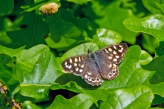 Speckled Wood [Pararge aegeria tircis]