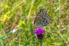 Dark Green Fritillary [Speyeria aglaja borealis]