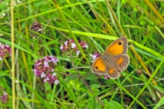 Gatekeeper [Pyronia tithonus britanniae]